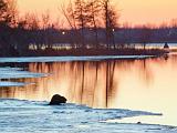 Beaver On Ice_24462